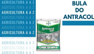 Leia mais sobre o artigo Bula do Antracol 700 WP CI: informações completas