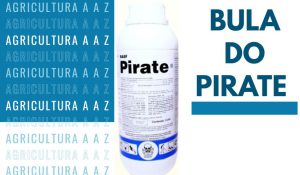 Leia mais sobre o artigo Bula do Pirate CI: informações completas