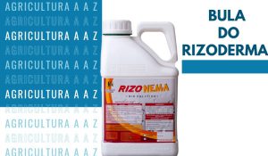 Leia mais sobre o artigo Bula do Rizoderma TSI CI: informações completas