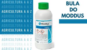Leia mais sobre o artigo Bula do Moddus CI: informações completas