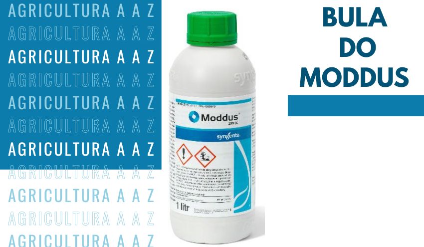 Leia mais sobre o artigo Bula do Moddus CI: informações completas