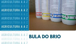 Leia mais sobre o artigo Bula do Brio CI: informações completas