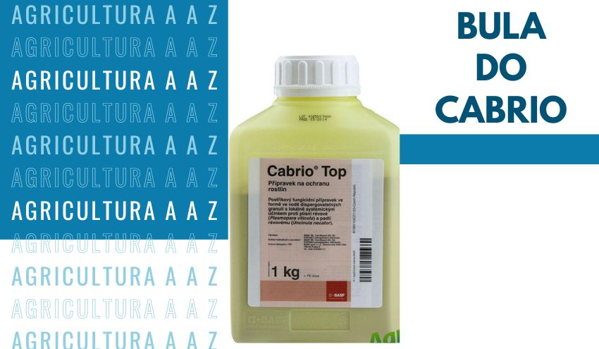 Leia mais sobre o artigo Bula do Cabrio Top CI: informações completas