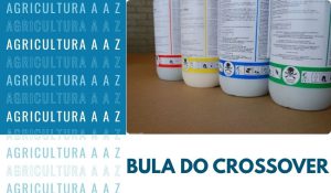 Leia mais sobre o artigo Bula do Crossover CI: informações completas