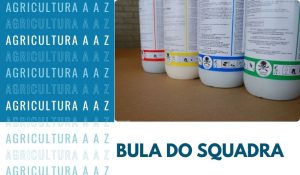 Leia mais sobre o artigo Bula do Squadra CI: informações completas