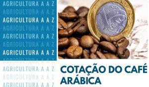 Leia mais sobre o artigo Cotação do Café Arábica Hoje