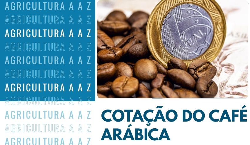 Leia mais sobre o artigo Cotação do Café Arábica Hoje