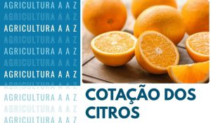 Leia mais sobre o artigo Cotação dos Citros Hoje