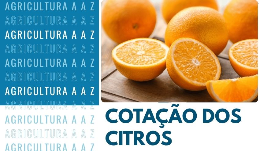 Leia mais sobre o artigo Cotação dos Citros Hoje