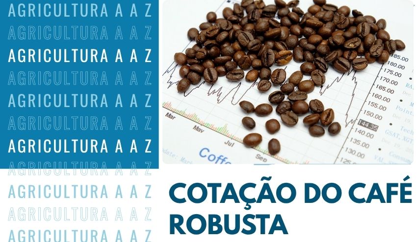 Leia mais sobre o artigo Cotação do Café Robusta (Conilon) Hoje